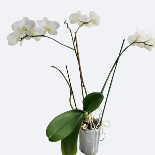Schmetterlingsorchidee 'Wild White'