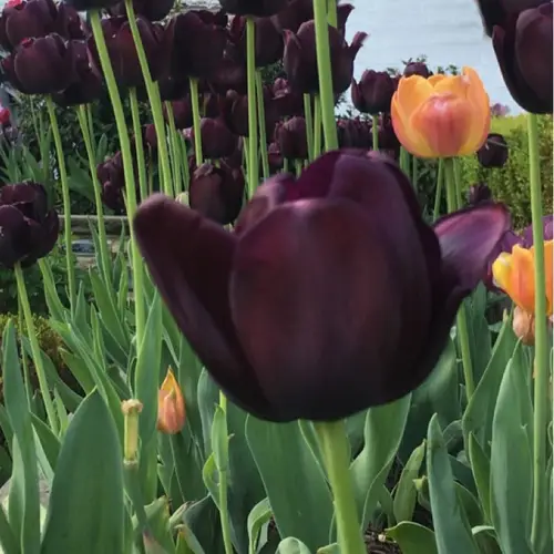Tulips 'Queen Of Night'