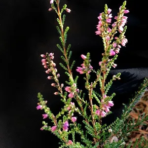 bulbous plants Romulea Subfistulosa 10 Seeds, A South African Bulbous Ornamental Gard