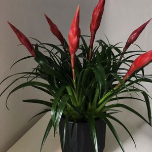 ブロメリア 皇帝アナナス 2025年最新】皇帝アナナスの人気アイテム