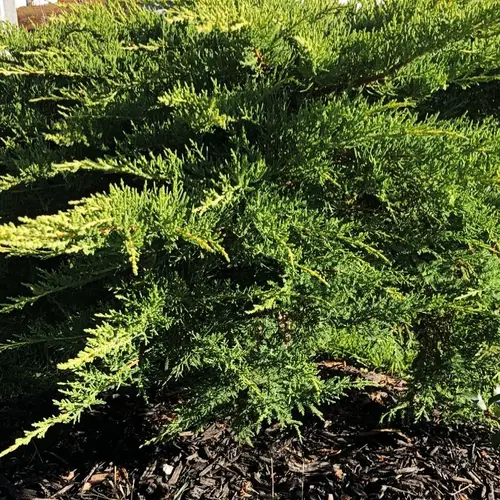 Juniperus × pfitzeriana 'William Pfitzer'