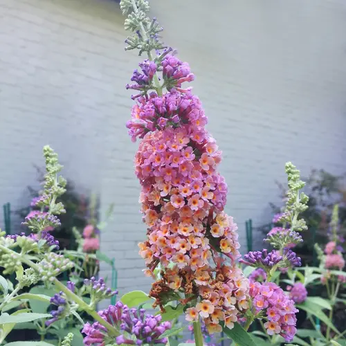 Buddleja × weyeriana 'Bicolor'