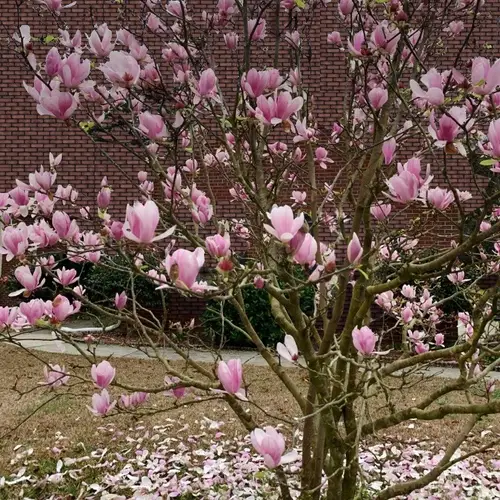 Magnolias 'Heaven Scent'