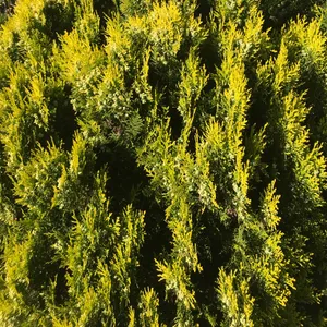 How to Grow and Care for Monterey cypress 'Goldcrest'