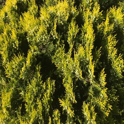 Cypresses 'Goldcrest'