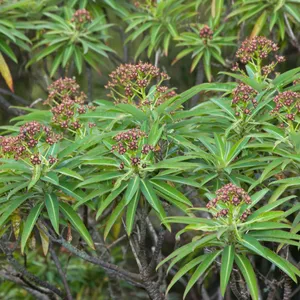 Canary spurge (Euphorbia mellifera) - PictureThis