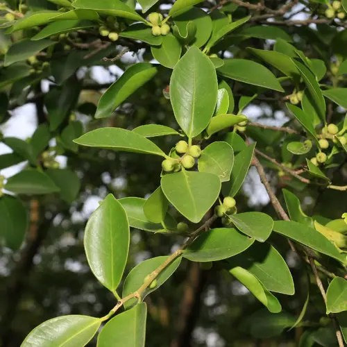 Ficus microcarpa var. crassifolia