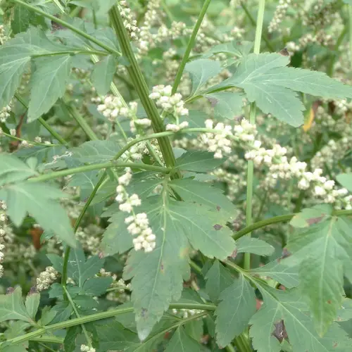 Artemisia lactiflora