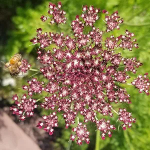 How to Grow and Care for Wild carrot 'Dara'