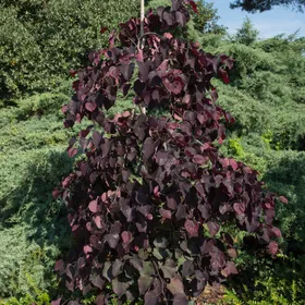 アメリカハナズオウ・ルビーフォールズの判定方法 (Cercis canadensis