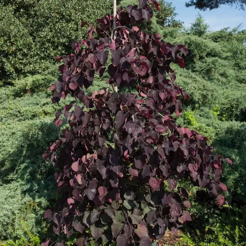 アメリカハナズオウ・ルビーフォールズ (Cercis canadensis 'Ruby アメリカハナズオウ・ルビーフォールズ (Cercis canadensis 'Ruby