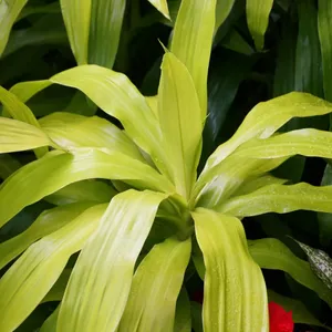 Weibunter Drachenbaum 'Limelight' (Dracaena fragrans 'Limelight') -  PictureThis