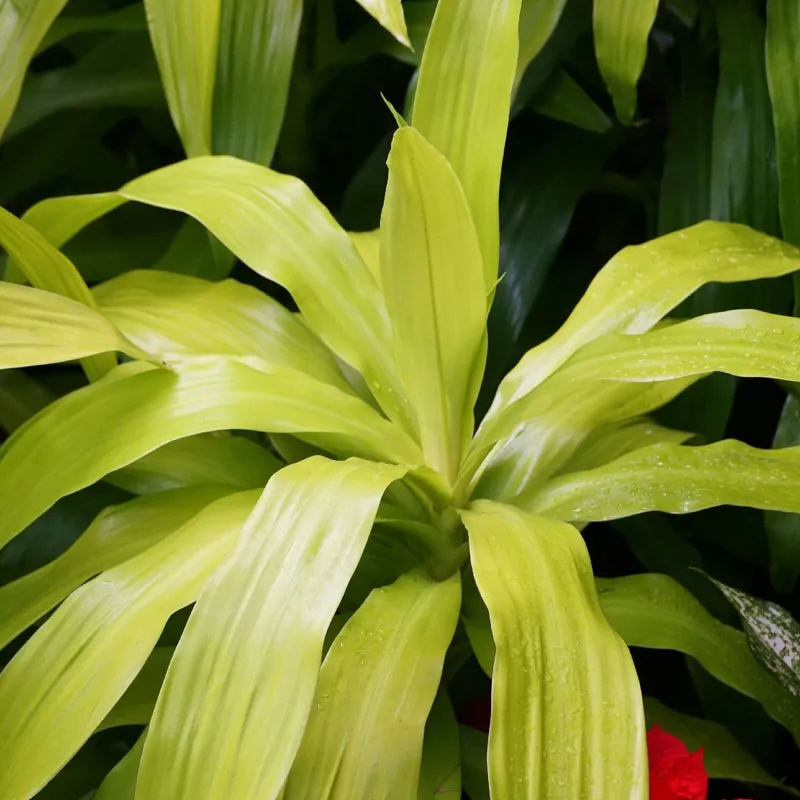care for heart leaf philodendron Philodendron Heart Leaf in Hanging Basket main image 1