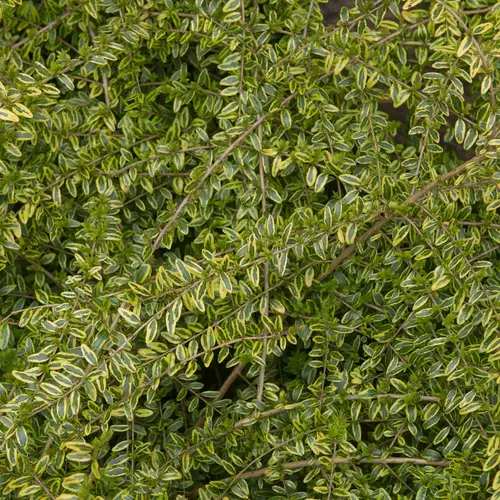 Chèvrefeuille à feuilles de buis 'Lemon Beauty'