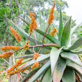 オニキリマル（鬼切丸）の判定方法 (Aloe marlothii)