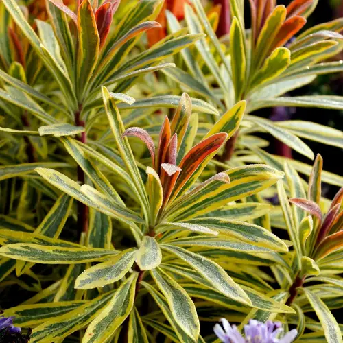 Euphorbia × martinii 'Ascot Rainbow'