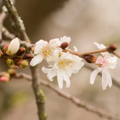 Cerisier du japon à fleurs d’automne