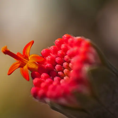 Brilliant flovered kleinia