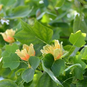 Tulip trees - Liriodendron (Taxonomy, Characteristics, Distribution ...