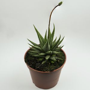 237534261529247744.jpeg?x-oss-