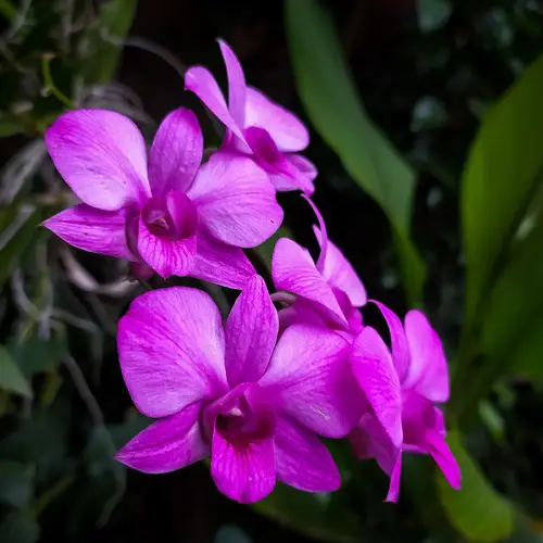 Orquídea mariposa malva