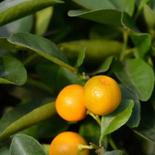 Calamansi - Citrus microcarpa (Care, Characteristics, Flower, Images,  Edible)
