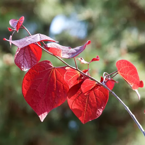 アメリカハナズオウ 'フォレスト パンシー' (Cercis canadensis