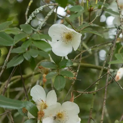 Eucryphia × nymansensis 'Nymansay'