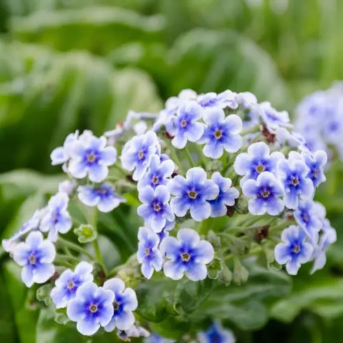 Chatham island forget-me-not