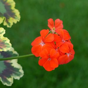Пеларгония 'Mrs. Pollock' (Pelargonium 'Mrs. Pollock') - PictureThis