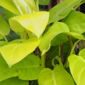 How to Grow and Care for Philodendron 'lemon lime'