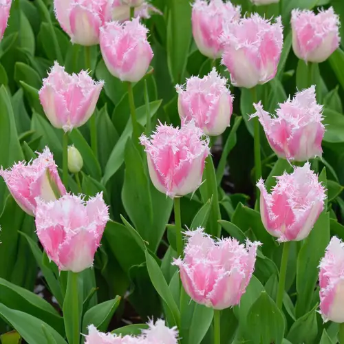 Fringed group tulip 'Huis Ten Bosch