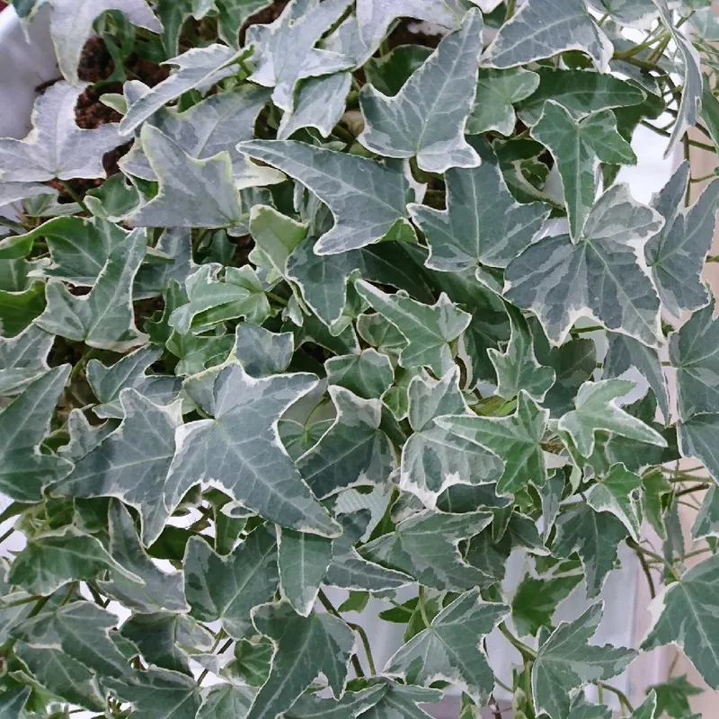 gummibaum kaufen 200 cm Gummibaum Ficus Elastica Robusta Zimmerpflanze 40cm 170cm
