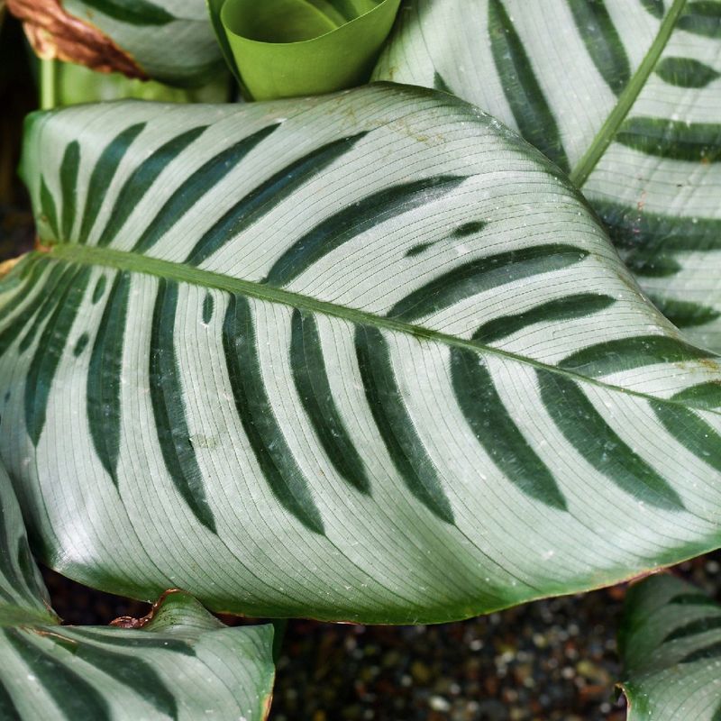 What Are Common Problems with Zebra Plant?