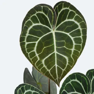 zebrina alocasia Alocasia zebrina  Rare Zebra Stem Elephant Ear Aroid