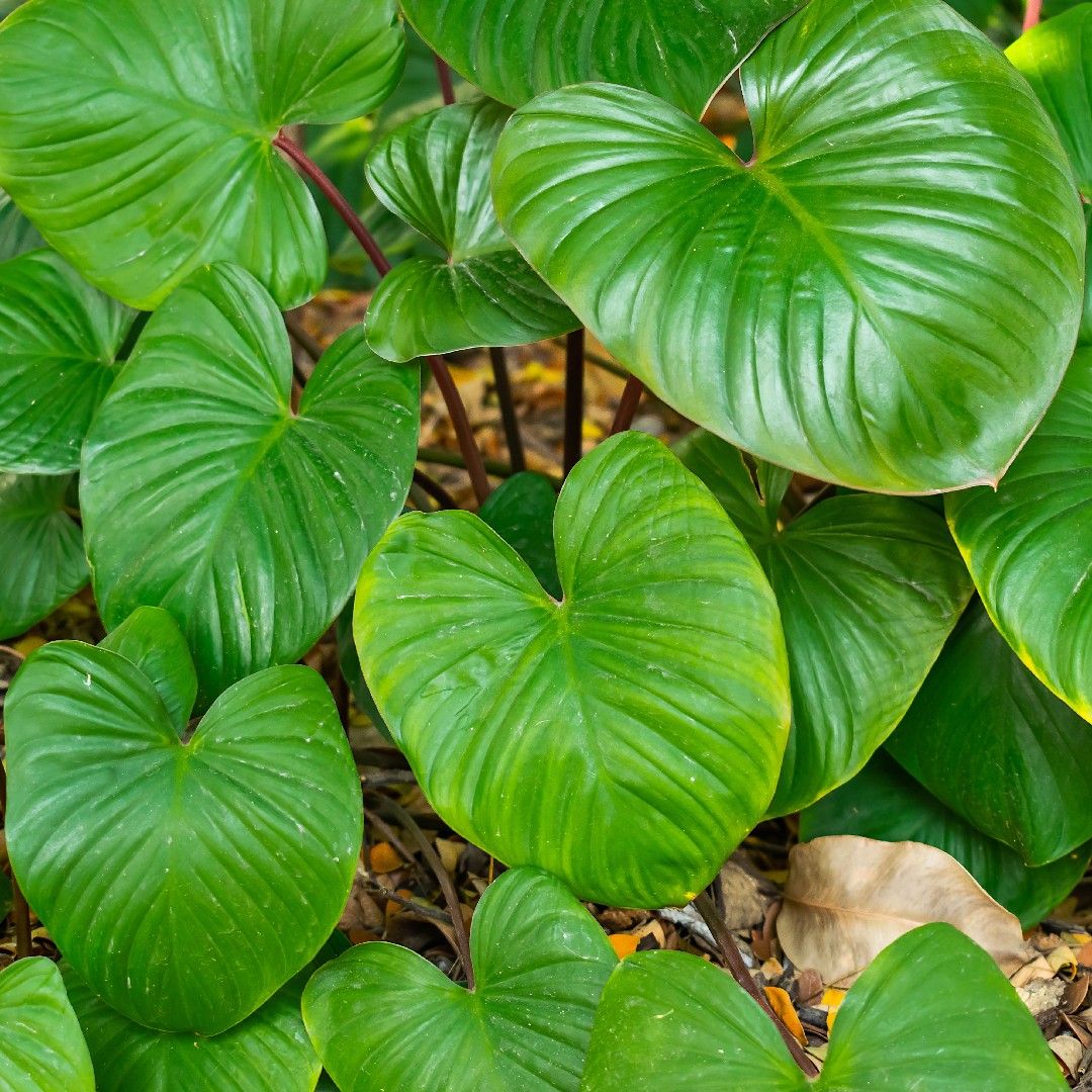 SALE，新作登場 14. Homalomena pistioides Bohorok T-210525