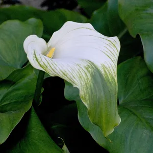 How to Grow and Care for Calla lily 'Green Goddess'