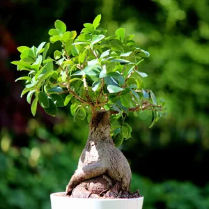 How to Prune Ficus Ginseng