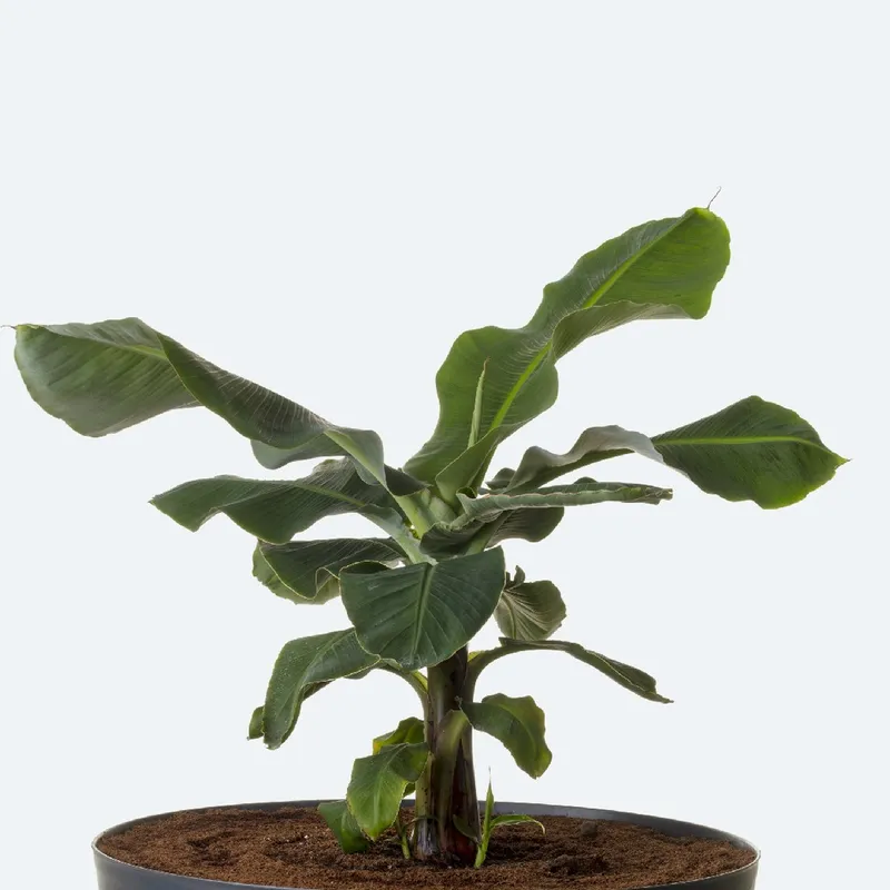 pitcher plant pot Nepenthes Alata – Fantastic Gardens main image 0
