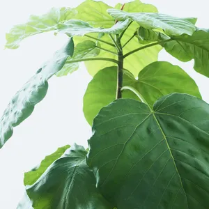 Wie man Afrikanischer Feigenbaum anbaut und pflegt