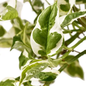 hedera helix seeds English Ivy Vining Houseplant 4" Pot Emerald Green Hedera helix Easy C   Sejahtera Seeds and Bulbs