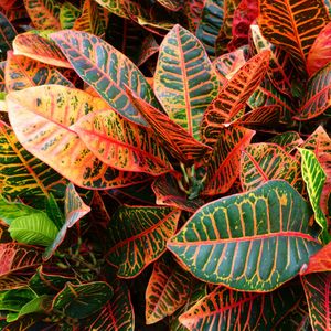 クロトン・スーパーペトラ (Codiaeum variegatum 'Petra') - PictureThis