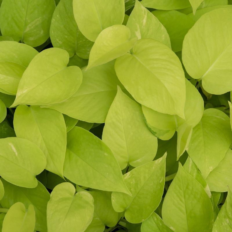 Why Is Your Golden pothos 'Neon' Struggling?