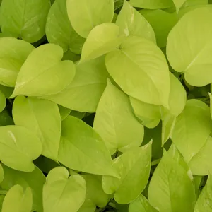 Golden pothos 'Neon' (Epipremnum aureum 'Neon') - PictureThis