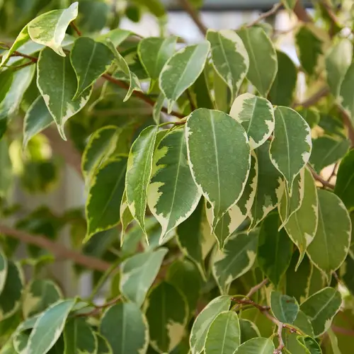 Ficus variegado