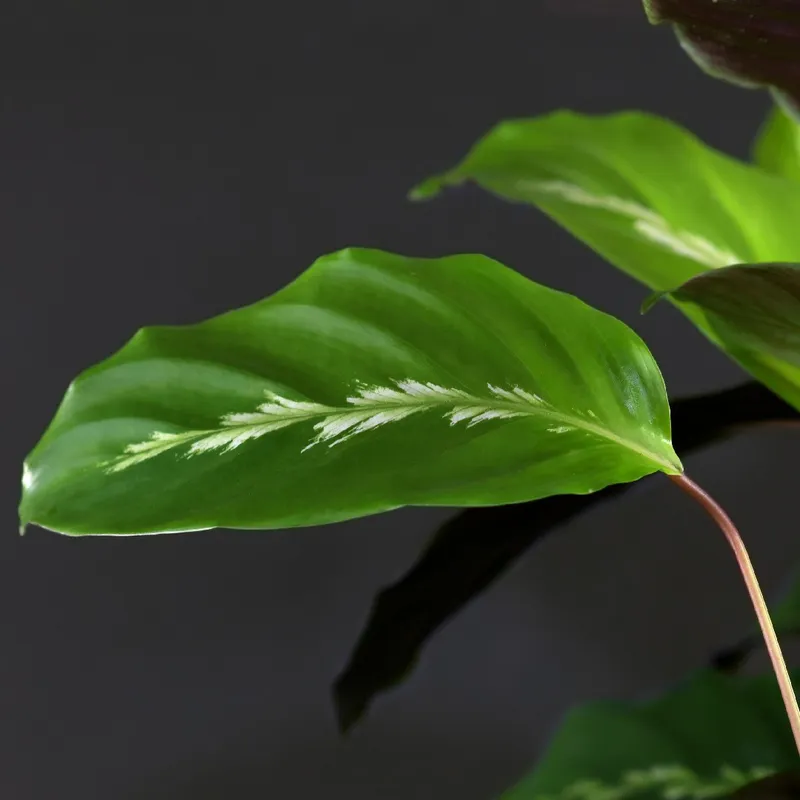 Discover the Fascinating Benefits of Growing Prayer plant 'Maui Queen'  Indoors