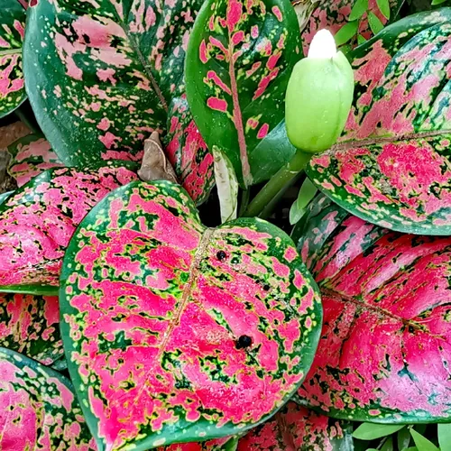 アグラオネマ 'ダットアンヤマニー' (Aglaonema 'Dud Unyamanee アグラオネマ 'ダットアンヤマニー' (Aglaonema 'Dud Unyamanee