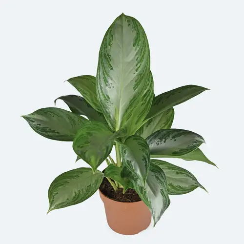 Chinese evergreen 'Silver Bay'