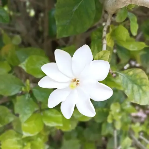 Gardenia blanc