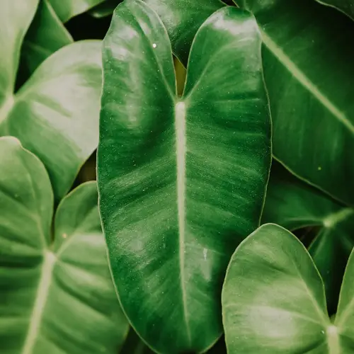 Burle marx philodendron